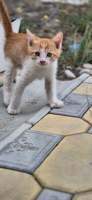 Кошка и котята в добрые руки
