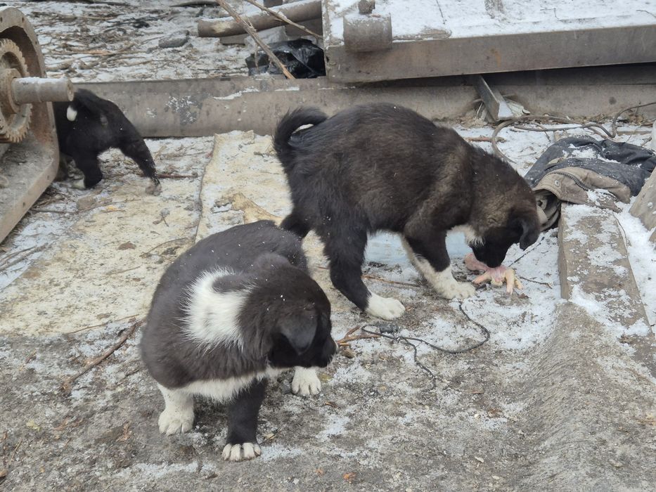 Отдам щенков в хорошие руки
