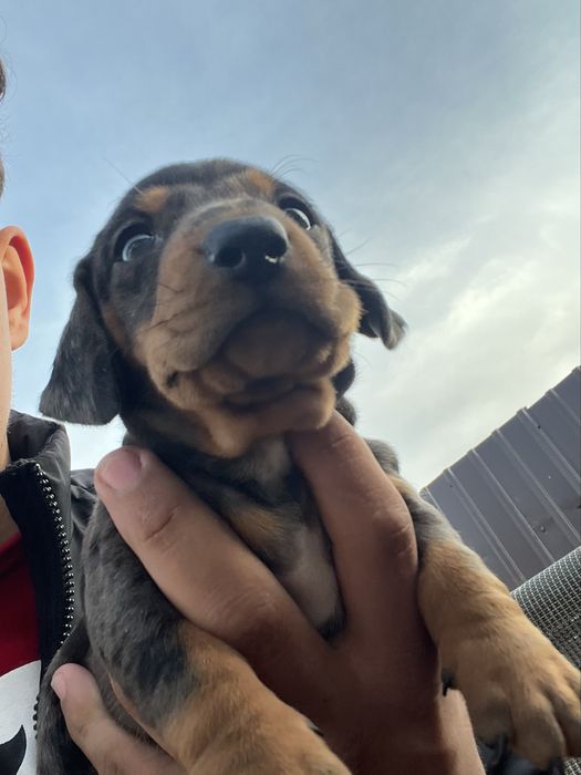 Pui de teckel mini arlechin, drăgălas si jucauș