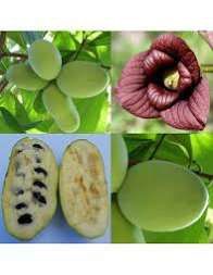 Banana nordului Paw paw flower