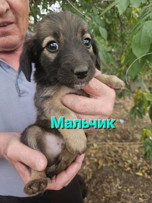 Срочно в добрые руки.  Щенок