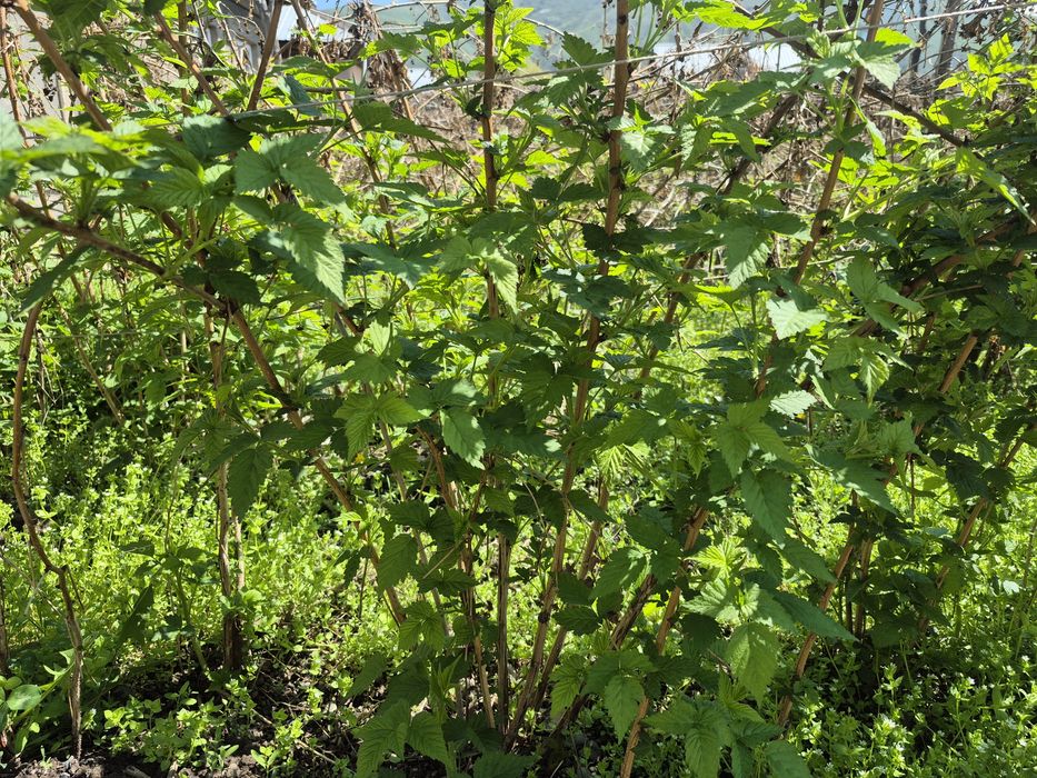 Саженцы малины сорт Бабье лето