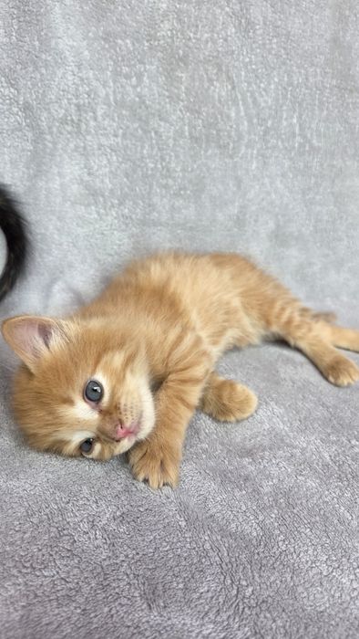 Отдам котят в добрые руки