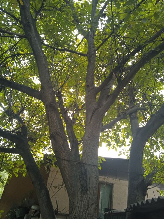 Продам Ореховое дерево