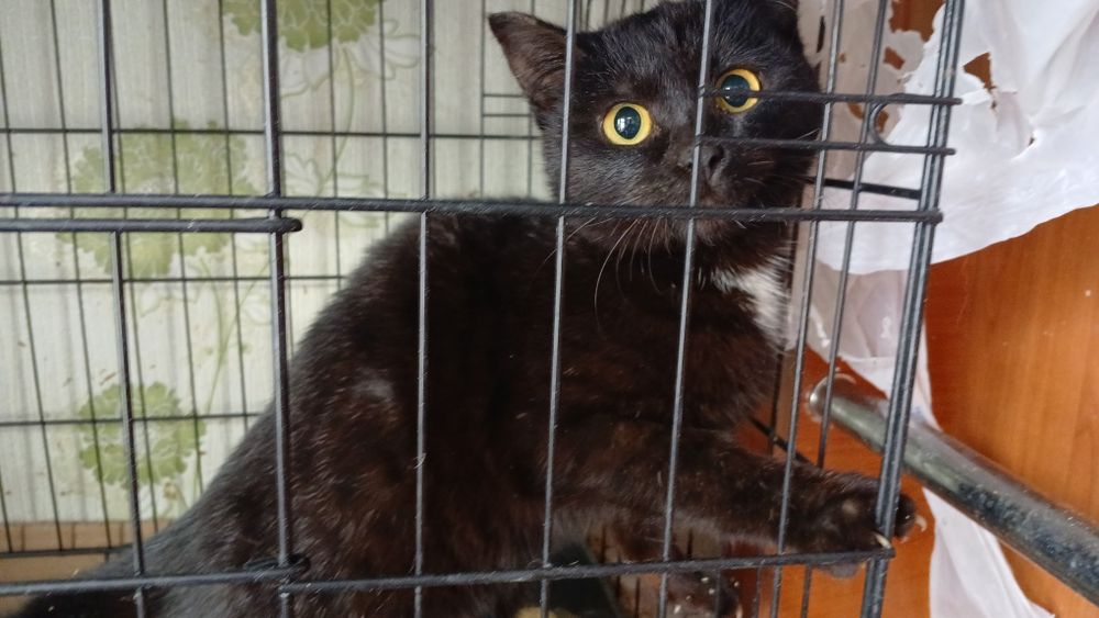 Котёнок мальчик 3,5 месяца