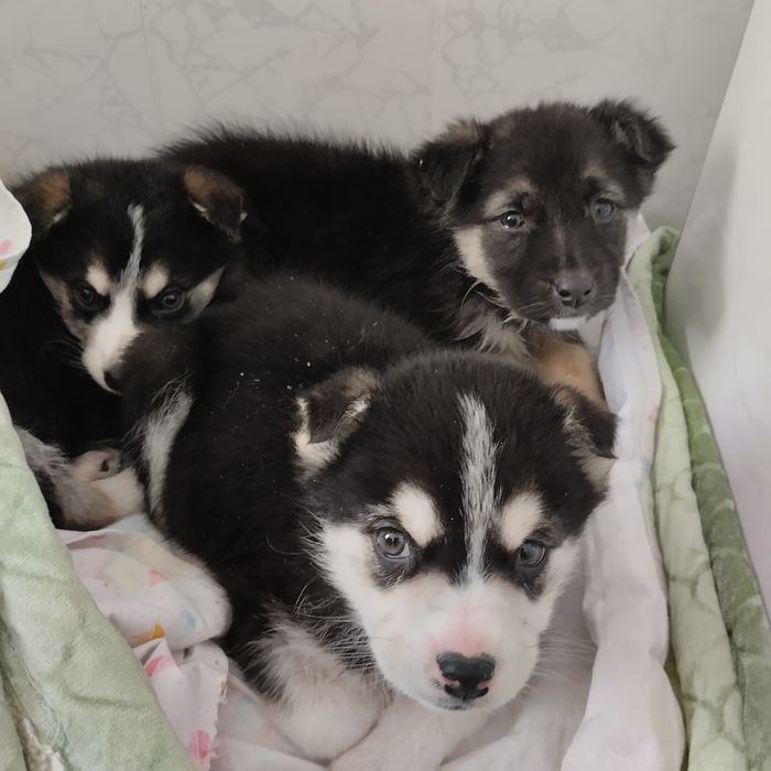 Отдам в добрые руки