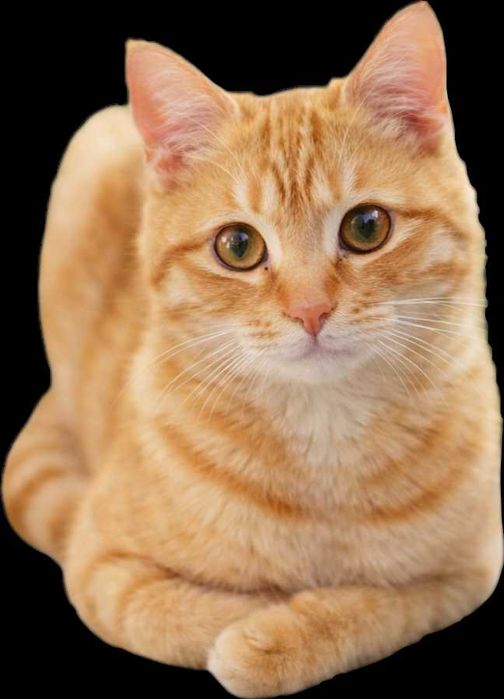 Рыжая кошечка в добрые ручки