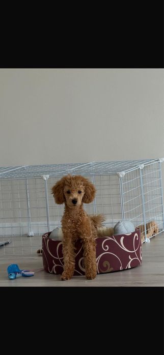 Той пудель продам девочку с документами