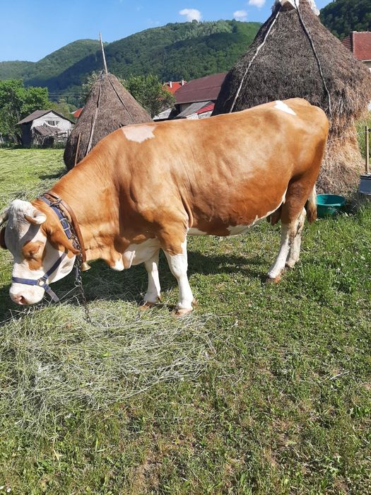 Vaca de vanzare.