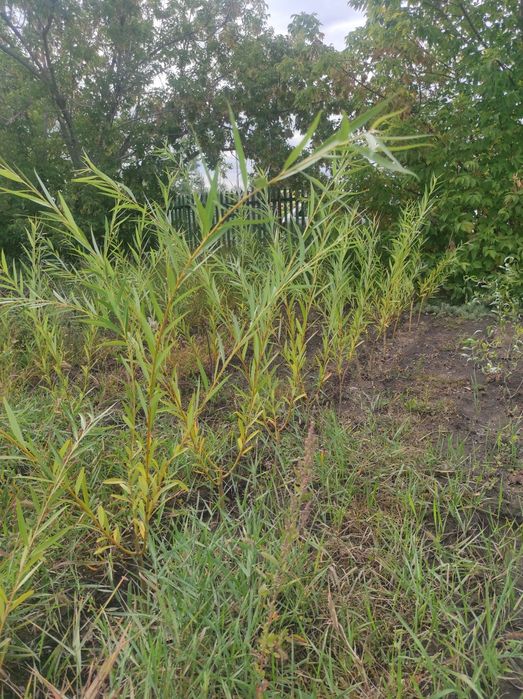 Саженцы Ива 1,5м