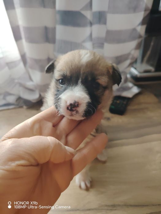 Отдам щенка в добрые ручки