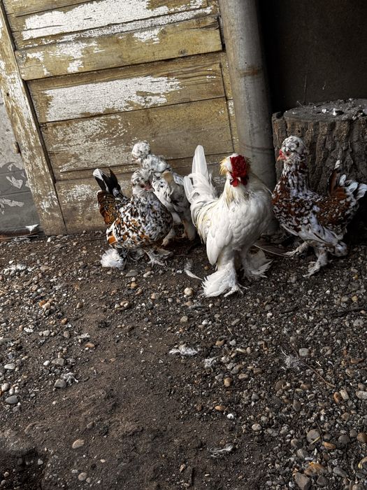 Struma bantam pitic