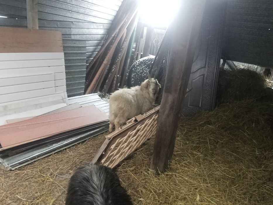 Козлы зорошие зз