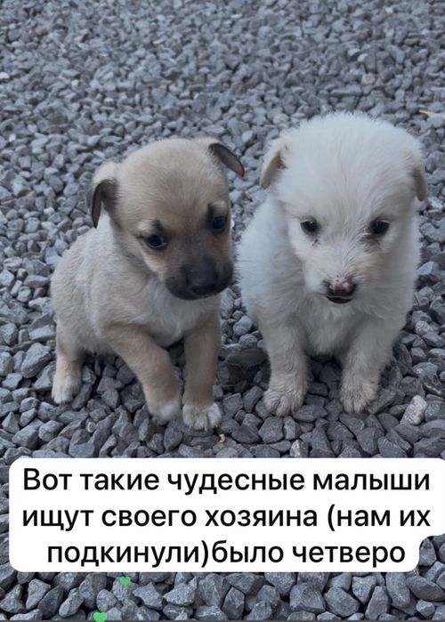 Отдам щенков бесплатно