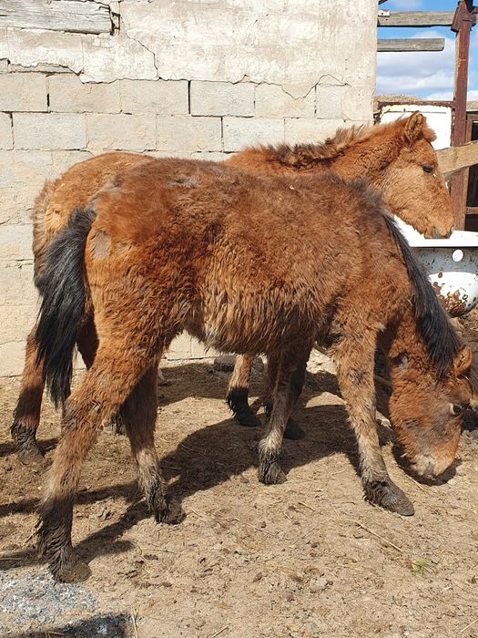 Тай откормленное продам