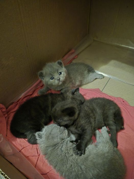 Продаются вислоухие котята.