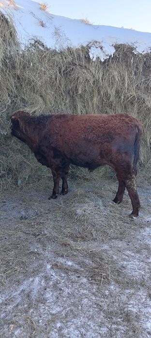 Продам быка подсосный