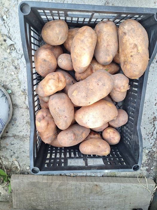 Продам картофель