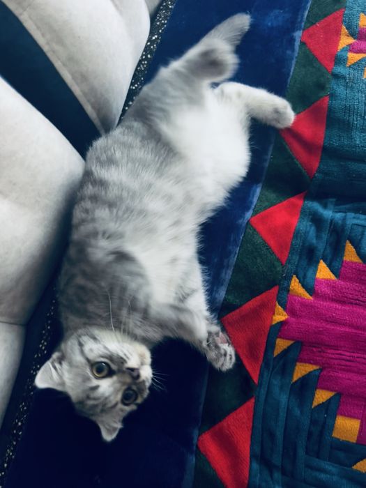 Шотландский котенок