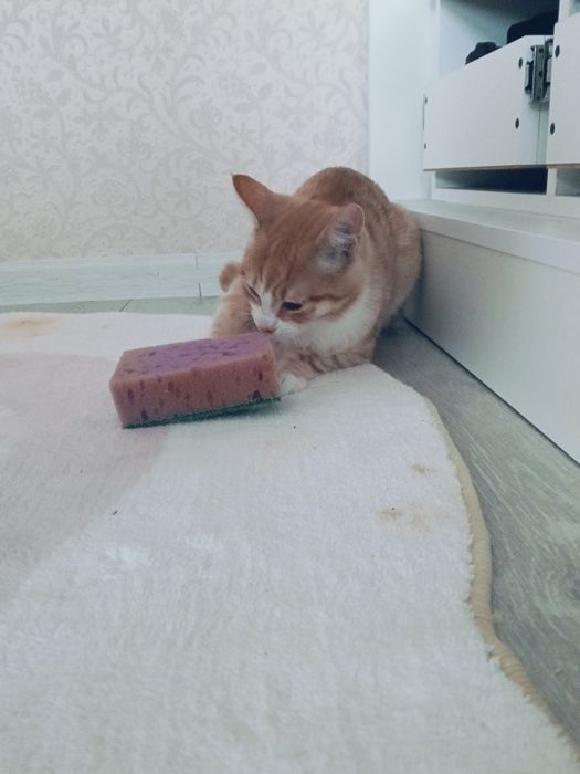 Котенок 5 месяцев