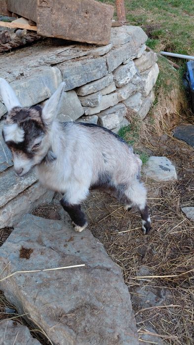 Vand ieduta.               .