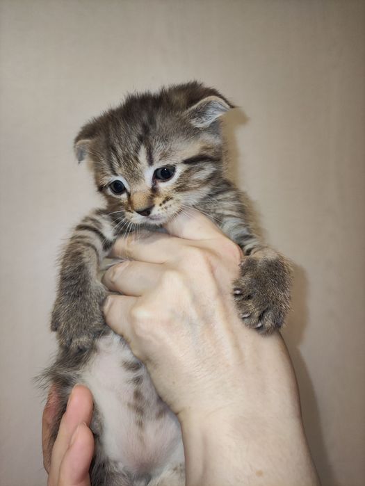 Котята скоттиш фолд и стрейт