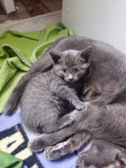 Отдам котятенка бесплатно