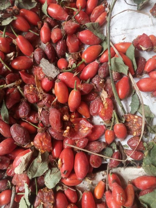 Гожи бутаси goji ko'chatlari