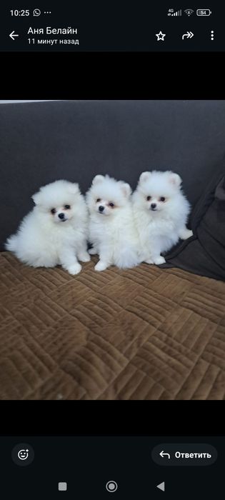 Очаровашка мини шпиц