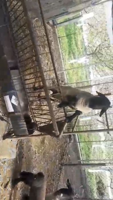 Vand 2 oi la a doua fatare, 2 oi de anul trecut si 1 berbec de doi ani