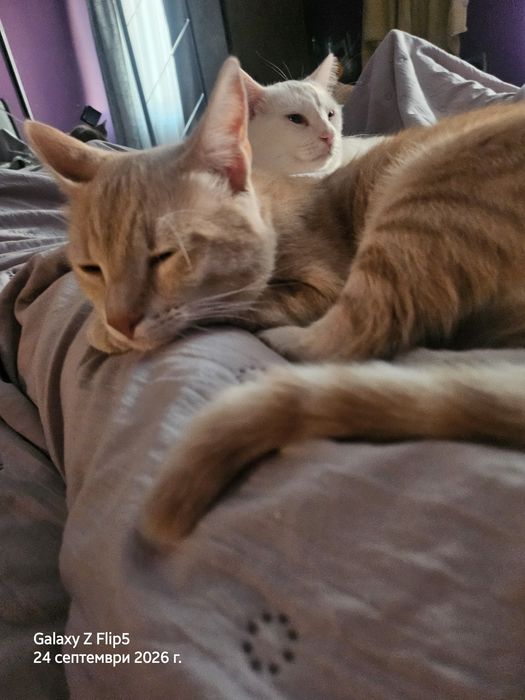 Търся дом на мъжко кастрирано  коте