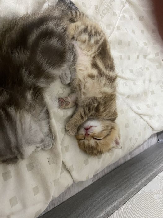 Котенок скоттиш-страйт