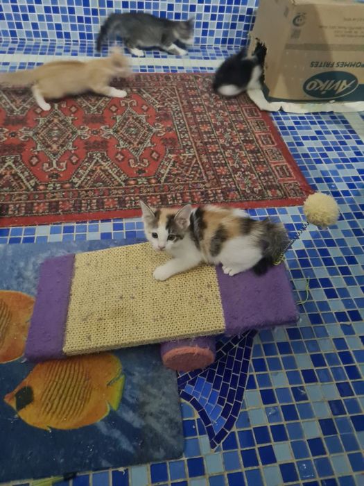 Ласковые котята,приученны к лотку!!