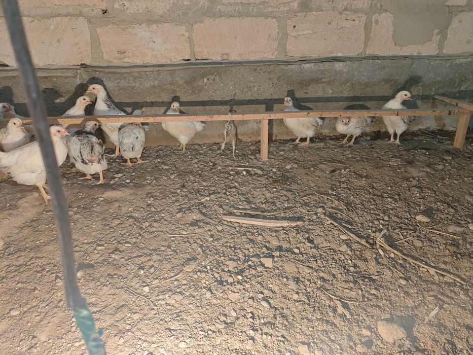 Адлер балапандар сатлад