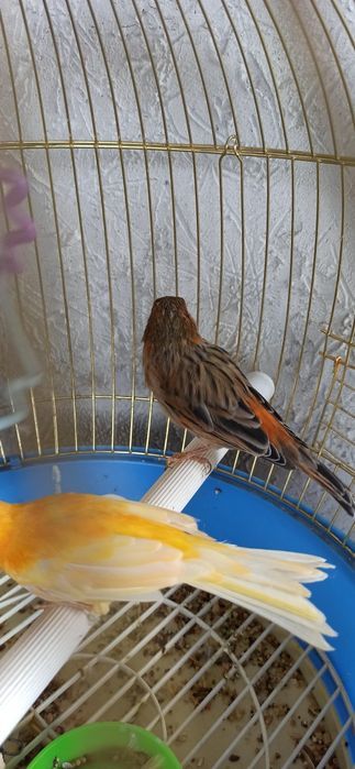 Кенора  лимонный  марковные