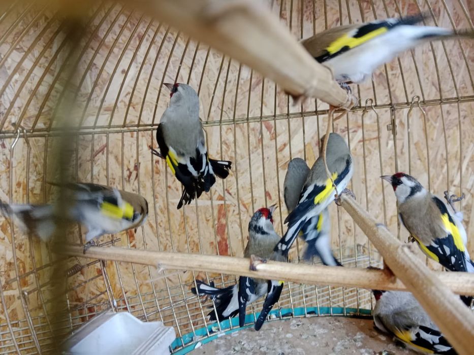 Продам   щеглов