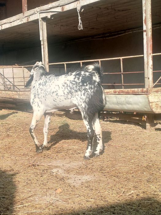 Pokiston Echkisi Sotiladi yoshi 2 yosh erkak.