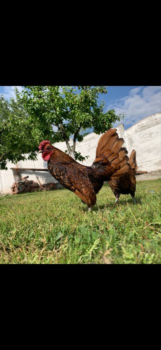 sebright auriu si pui de sebrigh auriu