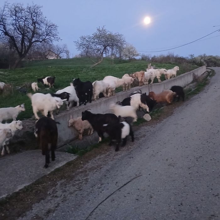 Iezi de vânzare    .