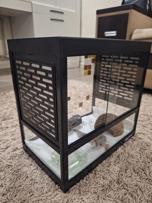 Самец Эублефар вместе с террариумом