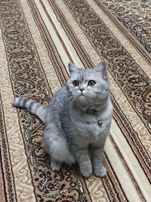 Mushuk urg'ochi 1.5 yosh Кошка скоттиш страйт 1.5 года