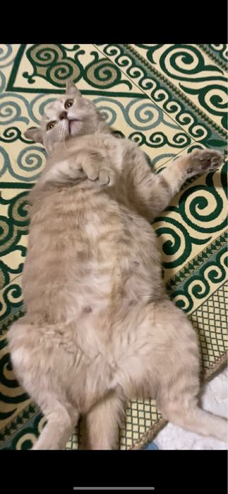 Срочно нужен кот на вязку