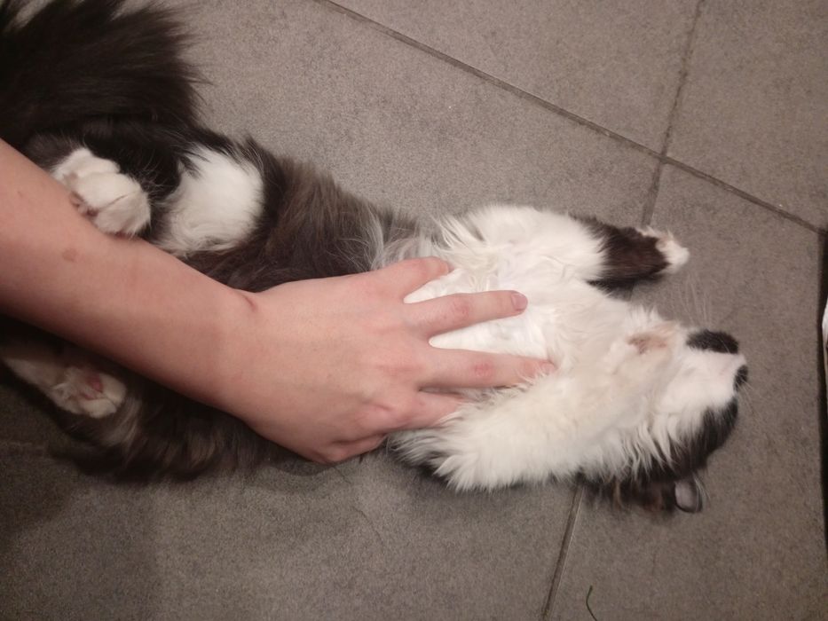 котенок девочка.