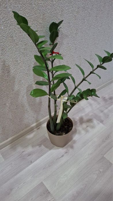 Комнатные цветы срочно продам