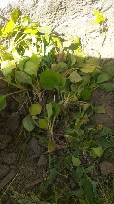 Продам астры, рассада