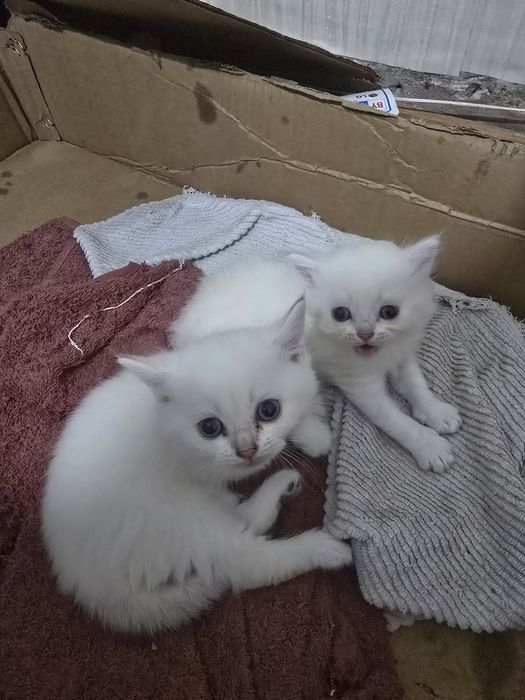 Котята  британский