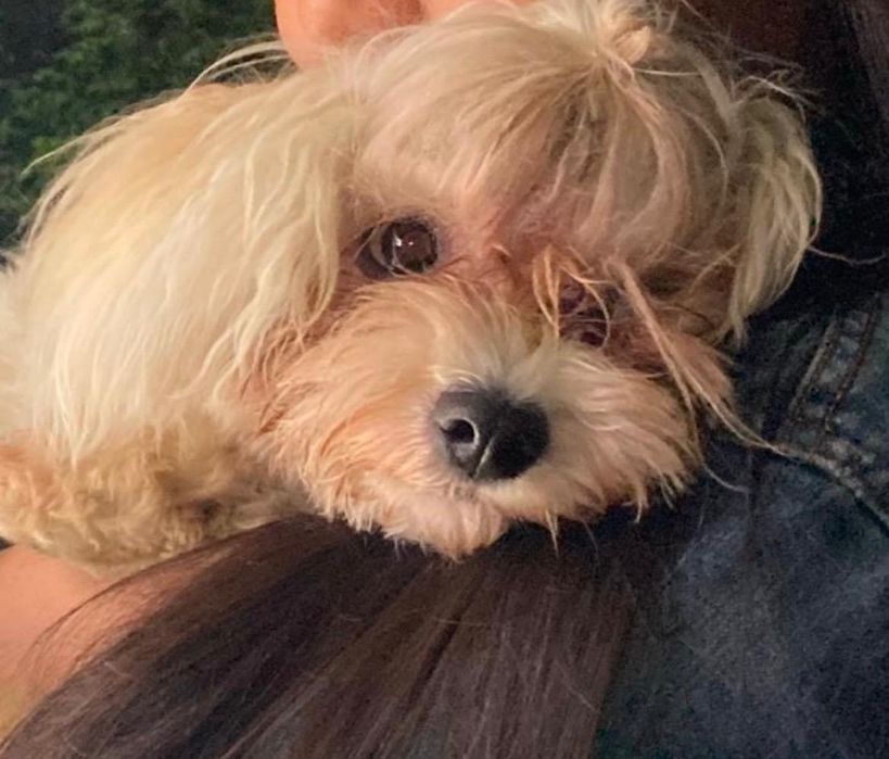 Чистокровная мальтипу, с родословной