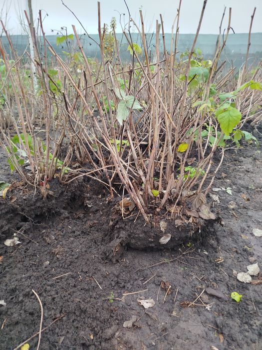 Butași de zmeură soiul Polka