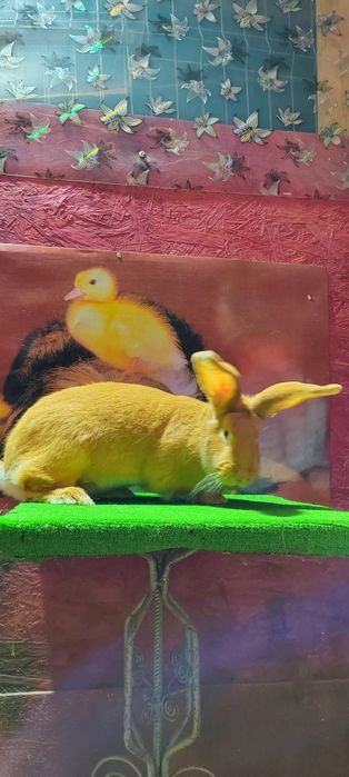 Uriaș german galben