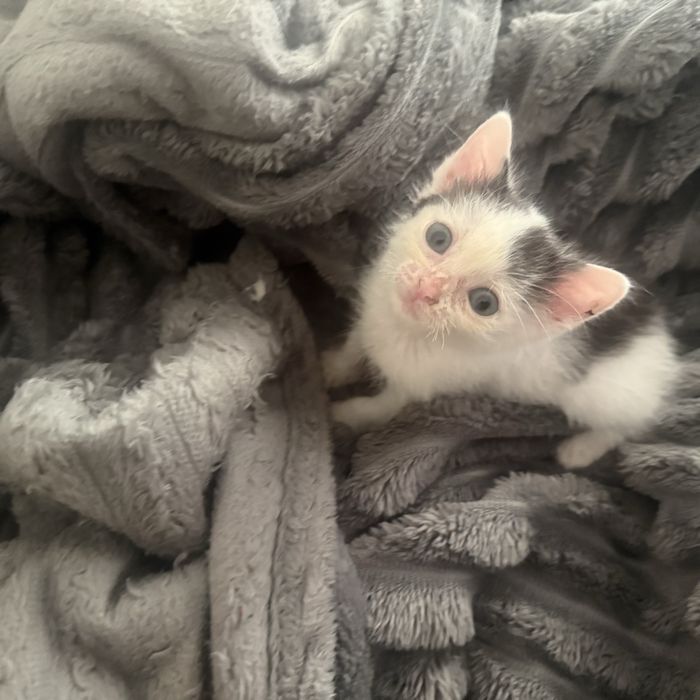Отдам котенка в добрые руки